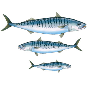 Mackerel